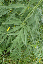 Cutleaf Coneflower