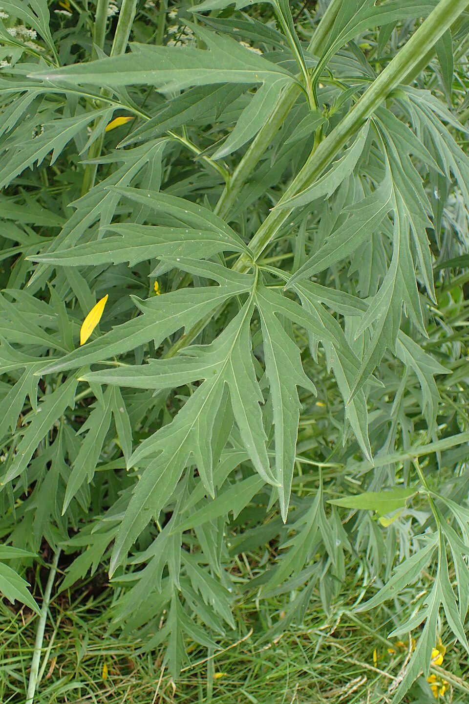 Cutleaf Coneflower