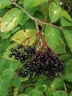 Elder 'Samdal'