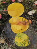Quince 'Persian'