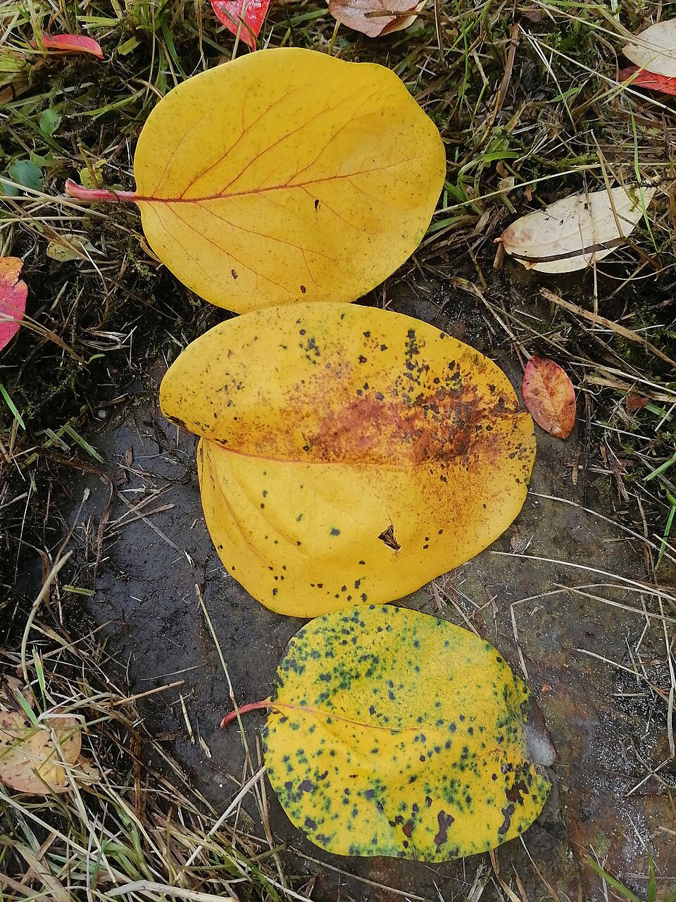 Quince 'Persian'