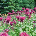 Scarlet Bee Balm