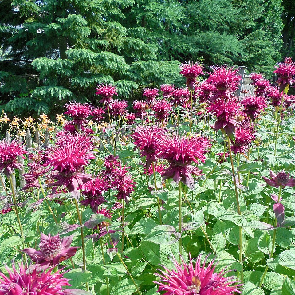 Scarlet Bee Balm