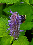 Korean Mint 'Korean Zest'