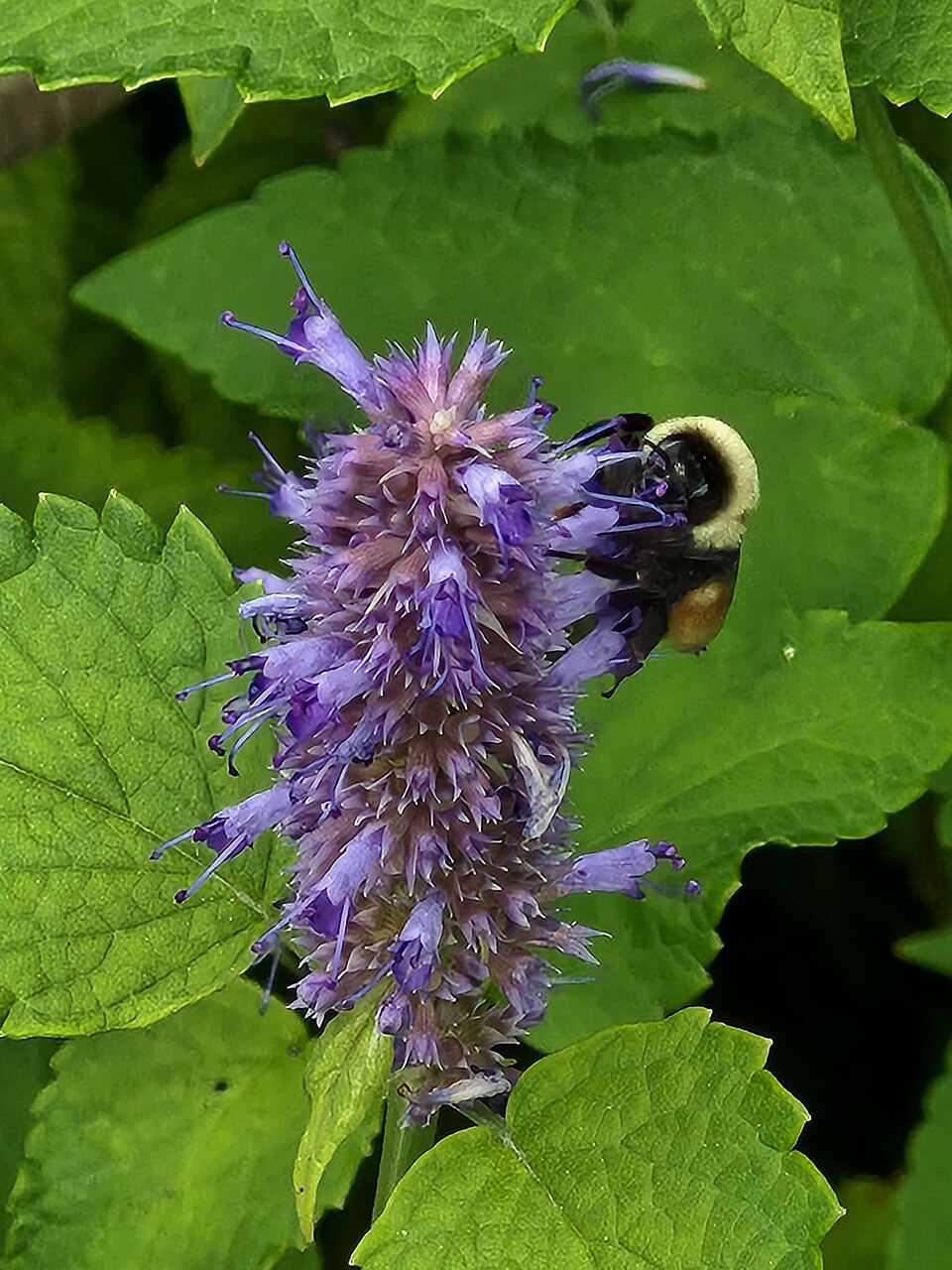 Korean Mint 'Korean Zest'