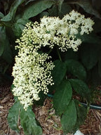 American Elder 'York'