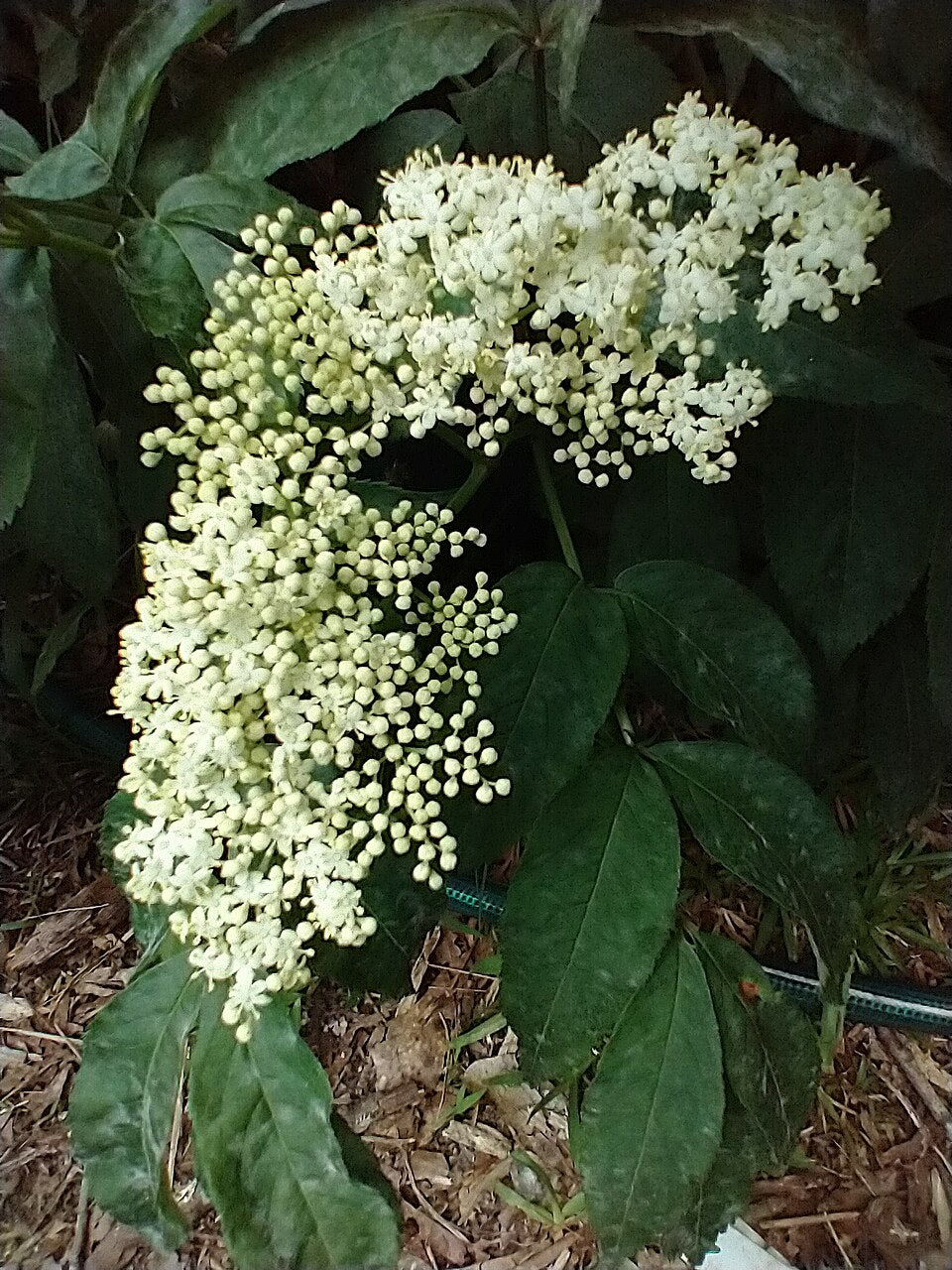 American Elder 'York'