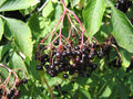 Elder 'Donau'