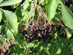 Elder 'Donau'
