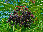 Elder 'Korsor'