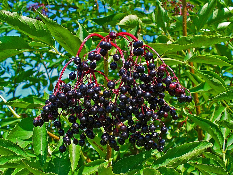Elder 'Korsor'