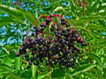 Elder 'Samyl'