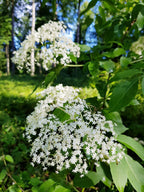Elder 'Samnor'
