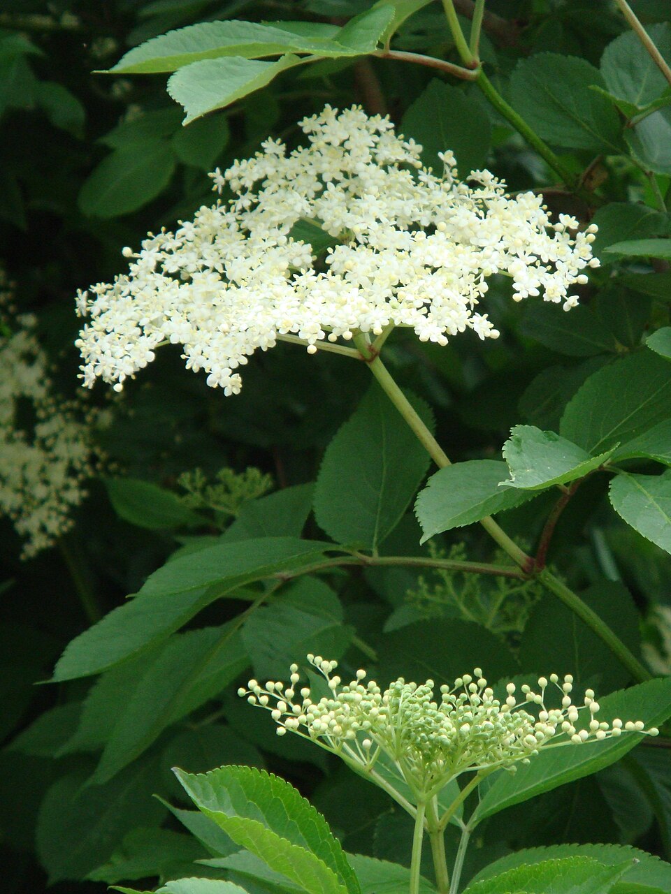 Elder 'Haschberg'