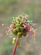 Salad Burnet