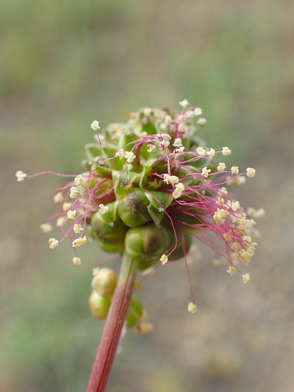 Salad Burnet