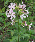 Soapwort