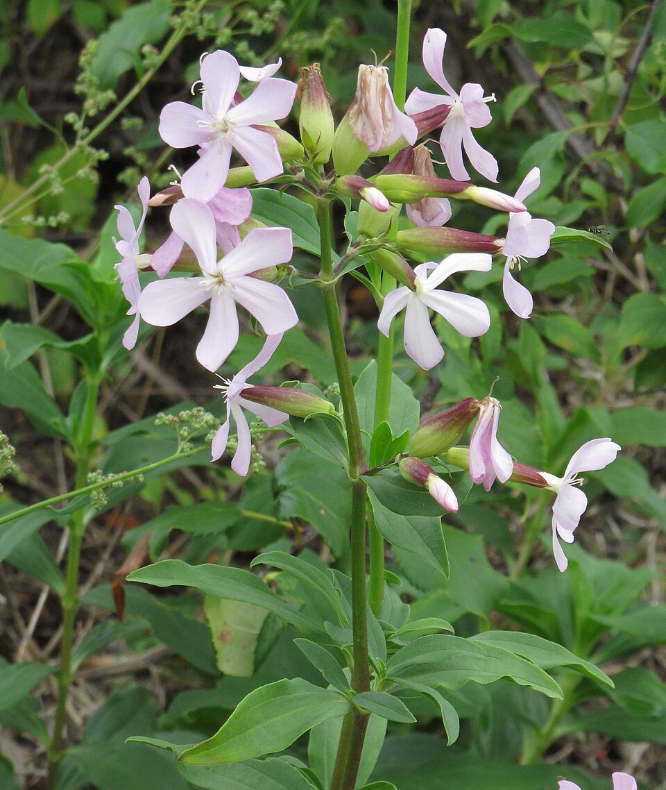 Soapwort
