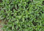 Soapwort