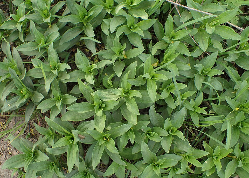 Soapwort
