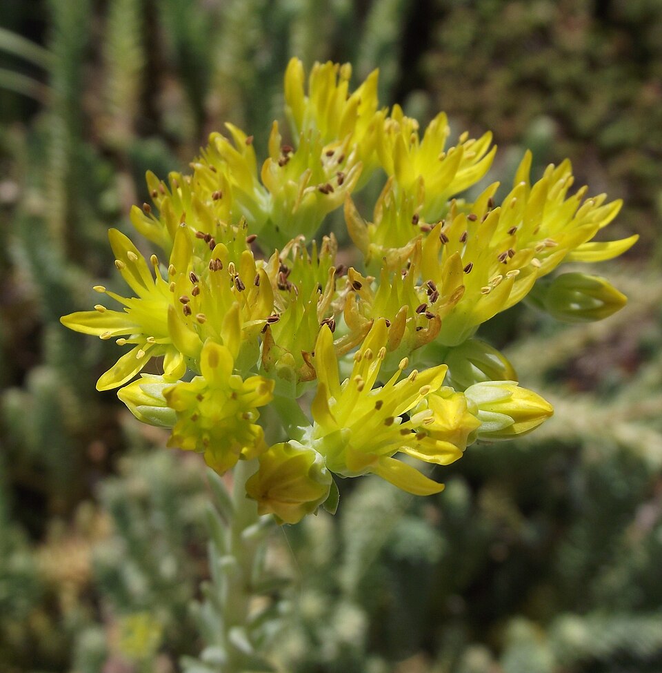 Jenny Stonecrop