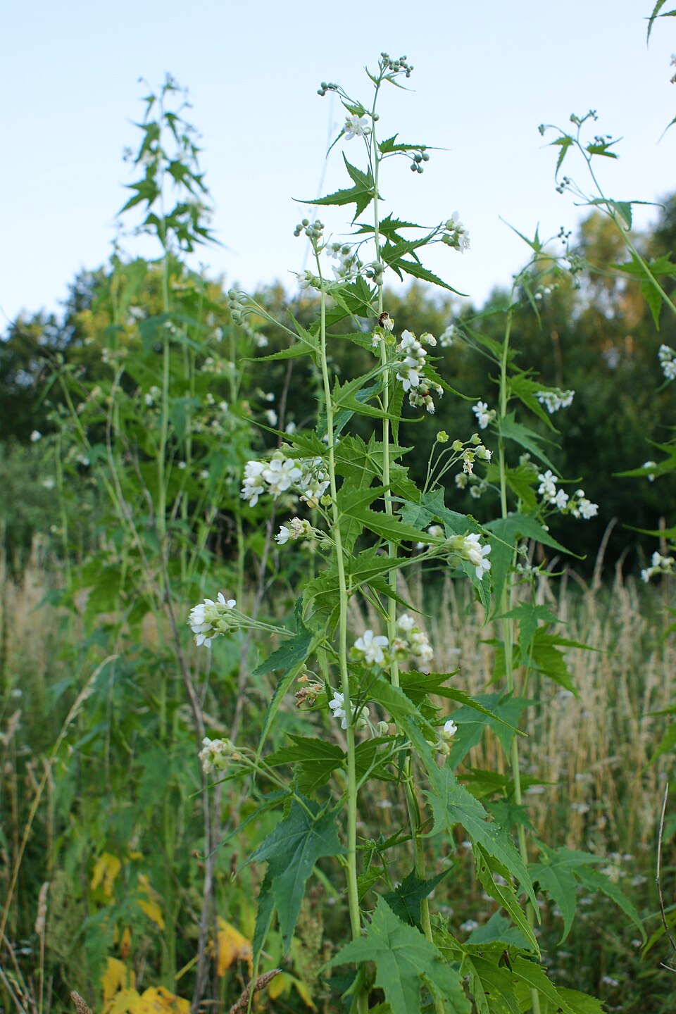 Virginia Mallow