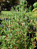 Thyme