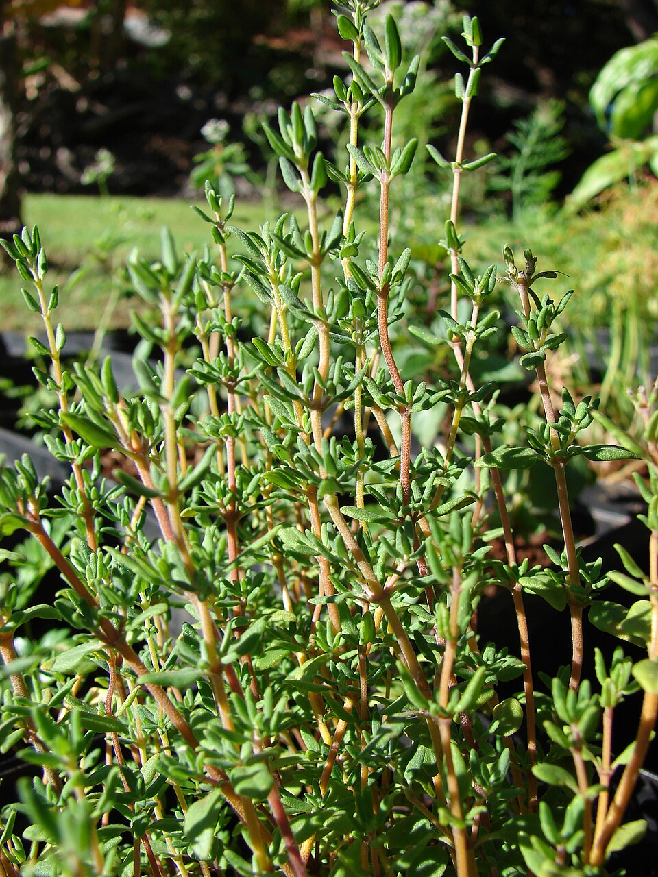 Thyme