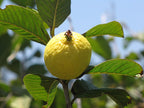 Guava