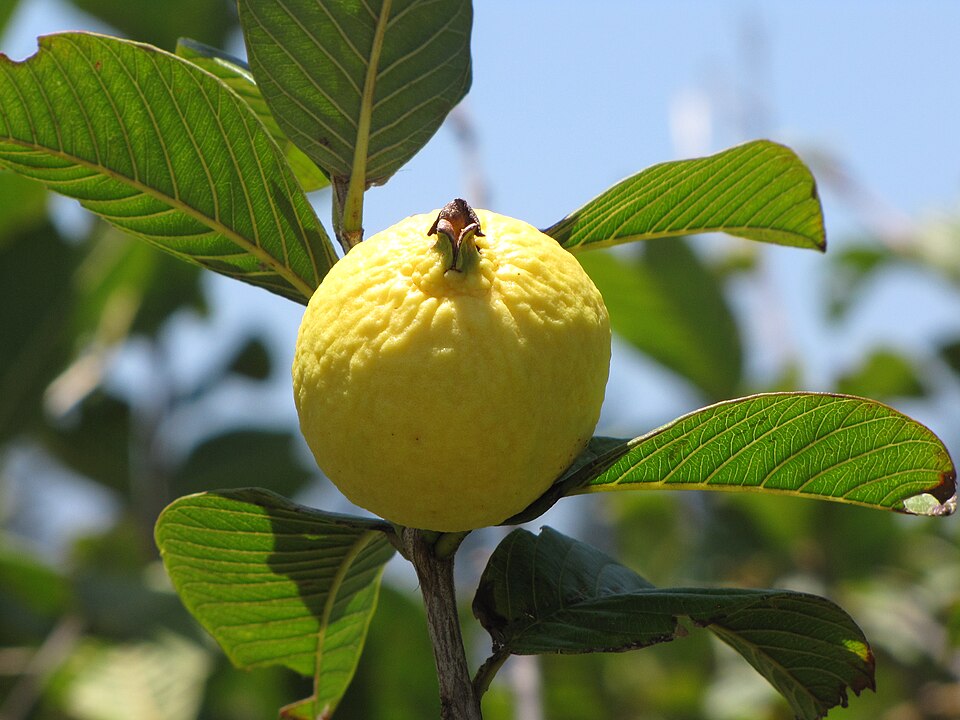 Guava