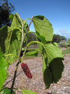 Mulberry 'Pakistan'