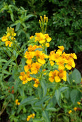 Mexican Marigold
