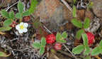 Chilean Strawberry