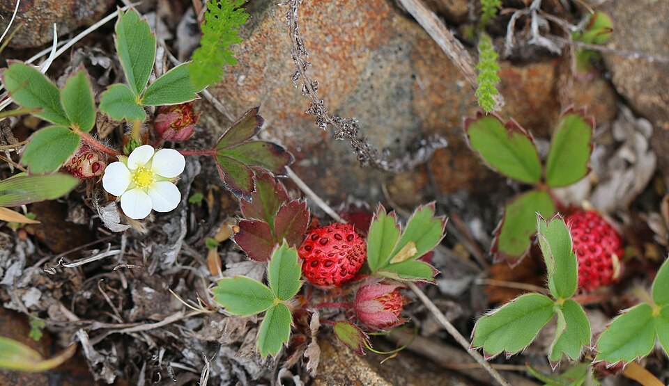 Chilean Strawberry