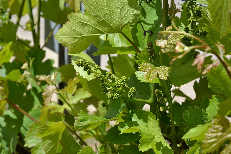 Grape 'Rondo'