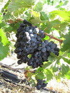 Grape 'Kempsey Black'