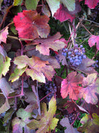 Grape 'Glory of Boskoop'