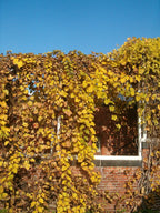Grape 'Seyval Blanc'