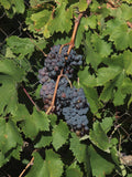 Grape 'Leon Millot'