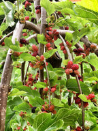 Mulberry 'Pendula'