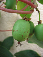 Kiwi Berry 'Weiki'