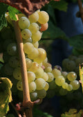 Grape 'Seyval Blanc'