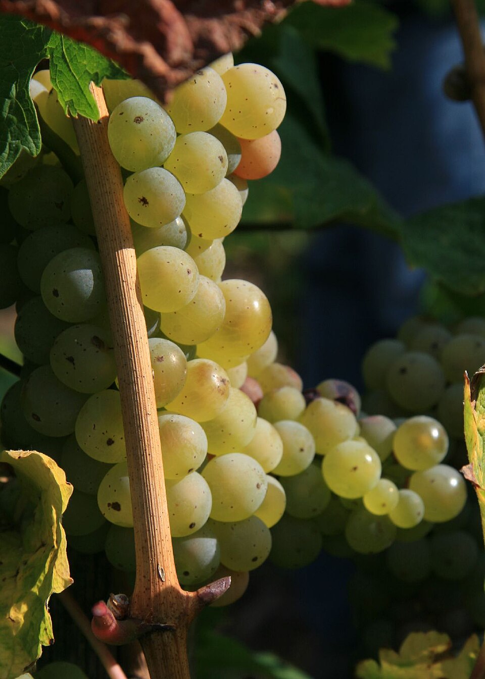Grape 'Seyval Blanc'