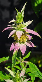 Spotted Bee Balm