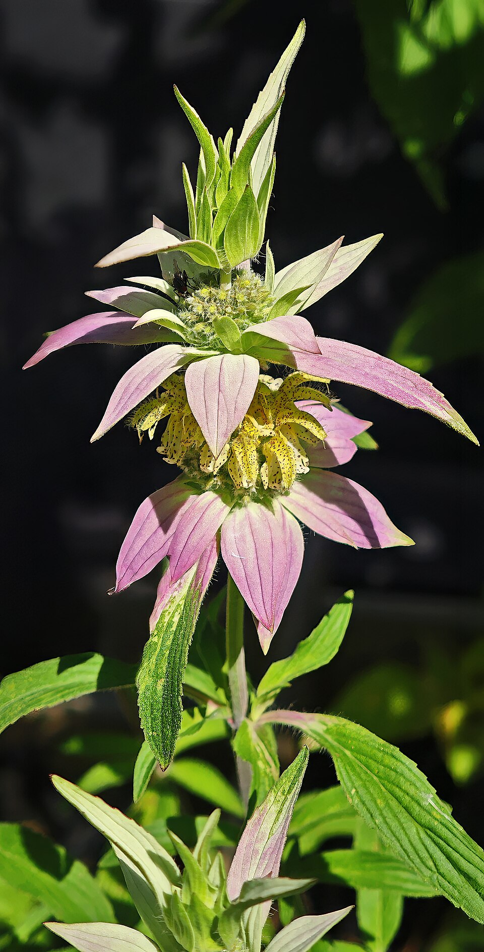 Spotted Bee Balm