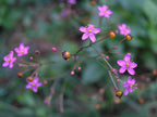 Jewels of Opar