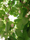 Mulberry 'Carman'
