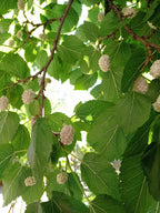 Mulberry 'Carman'