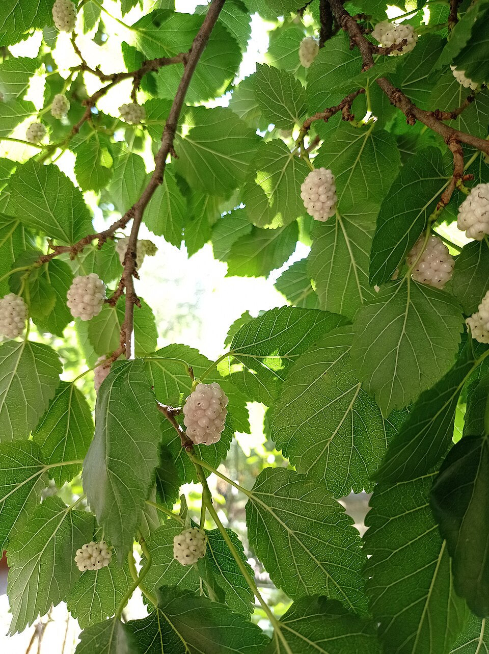 Mulberry 'Carman'