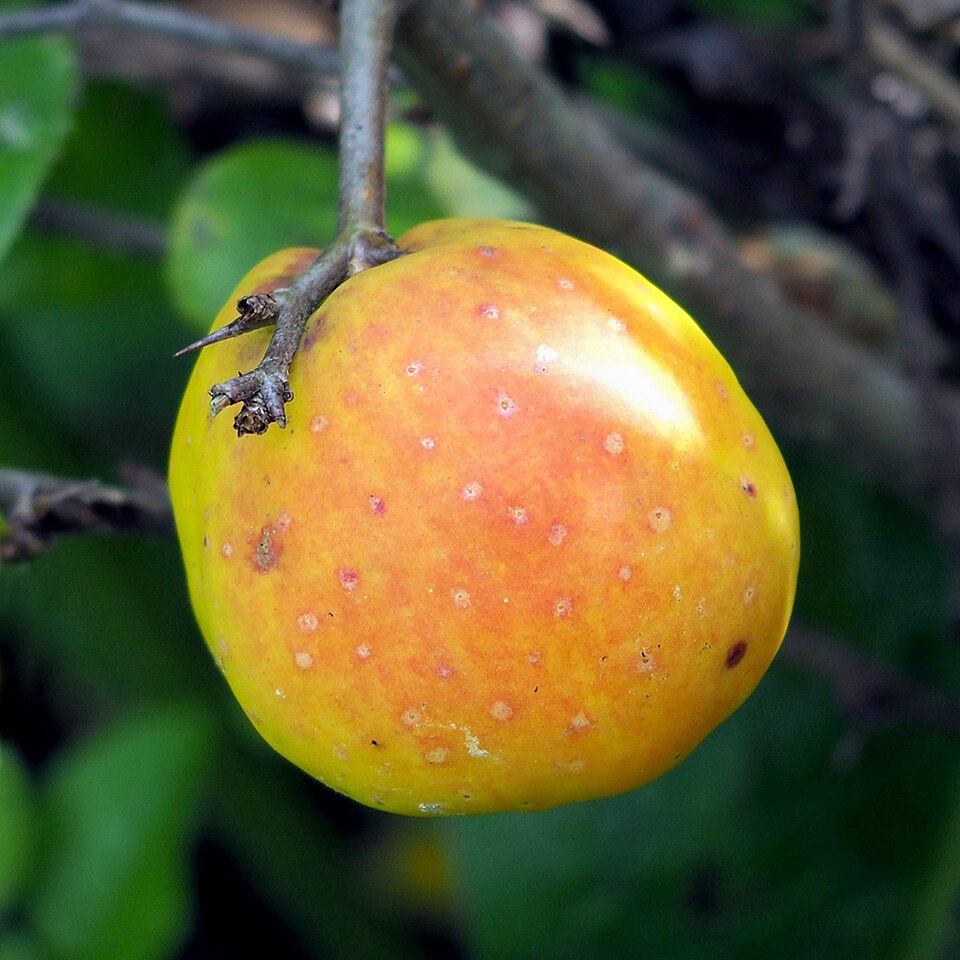 Japanese Quince 'Cido Red'